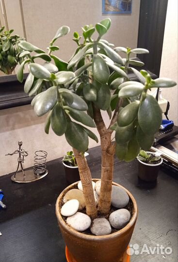 Толстянка крассула, денежное дерево