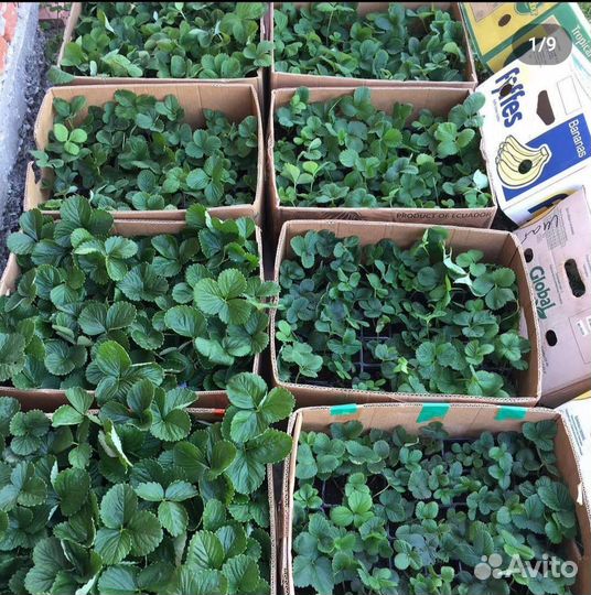 Саженцы клубники