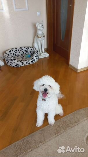 Гостиница для собак