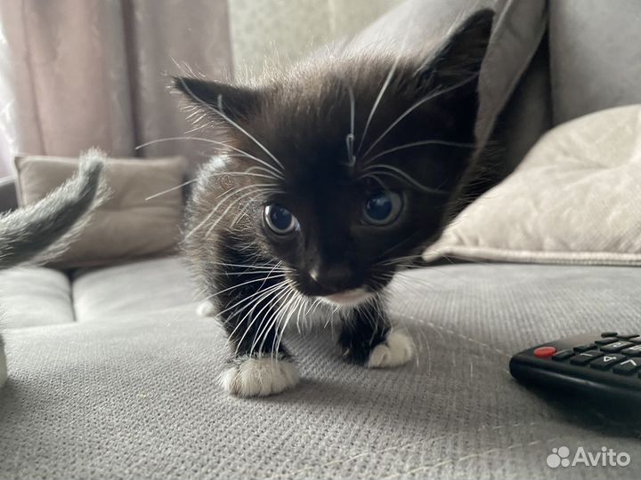Отдам в добрые руки котят