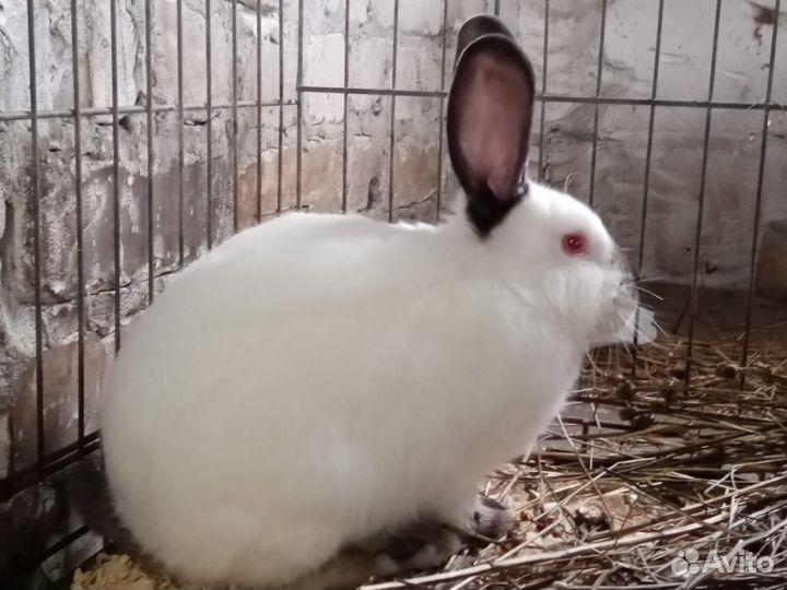 Кролики Калифорнийской породы