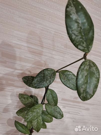 Хойя Wilbur Graves, Finlaysonii long leaf