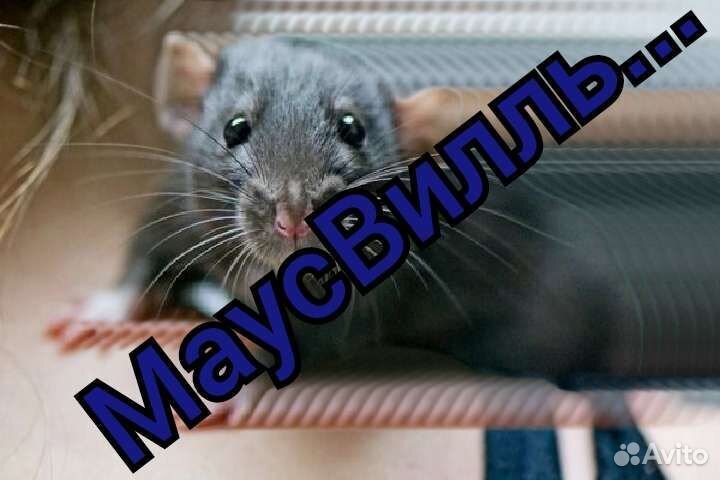 Передержка грызунов