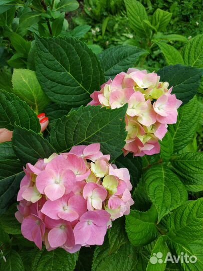 Гортензия Бесконечное лето