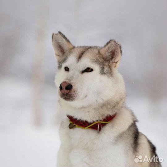 Хаски спокойная девочка Метель ищет дом