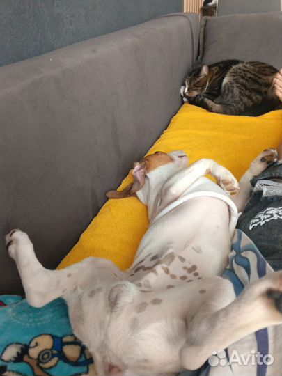 Джек рассел вязка