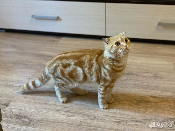 Шотландский кот вязка