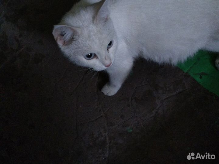 Кошка