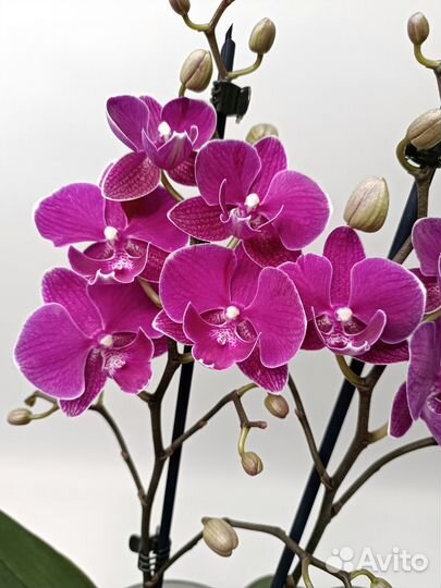 Орхидея Биг Лип мультифлора