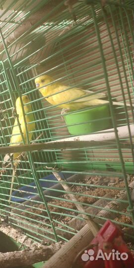 Волнистый попугай ручной