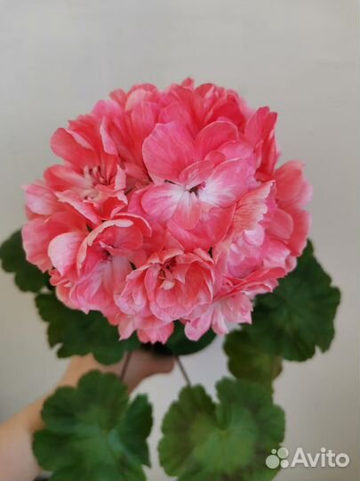 Пеларгонии сортовые