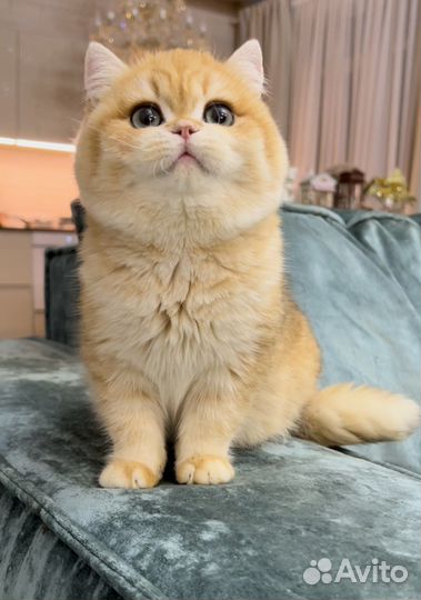 Роскошные золотые британские котята