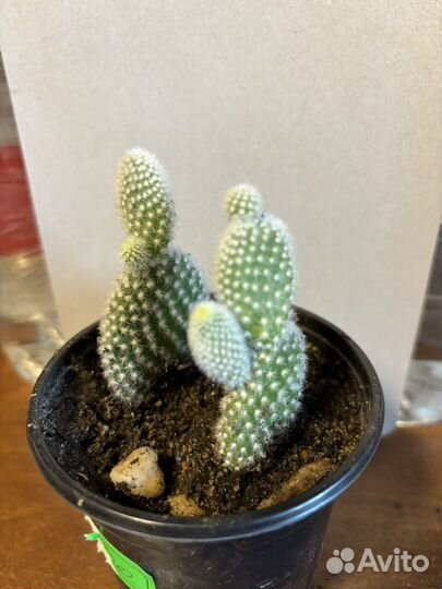 Опунция мелковолосистая