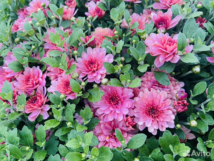 Хризантемы мультифлора