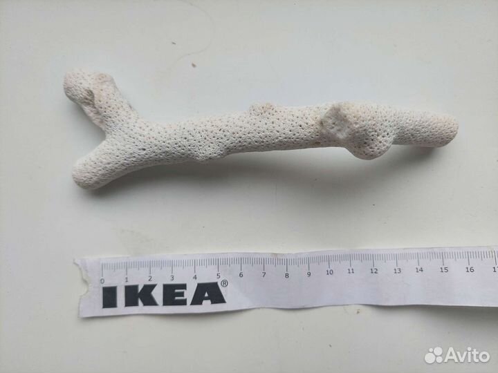 Коралл с острова Миндоро, Филлипины