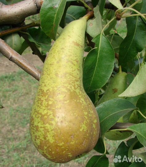 Саженцы плодовых деревьев и кустарников