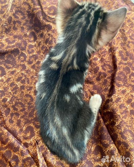 Бенгальская кошка