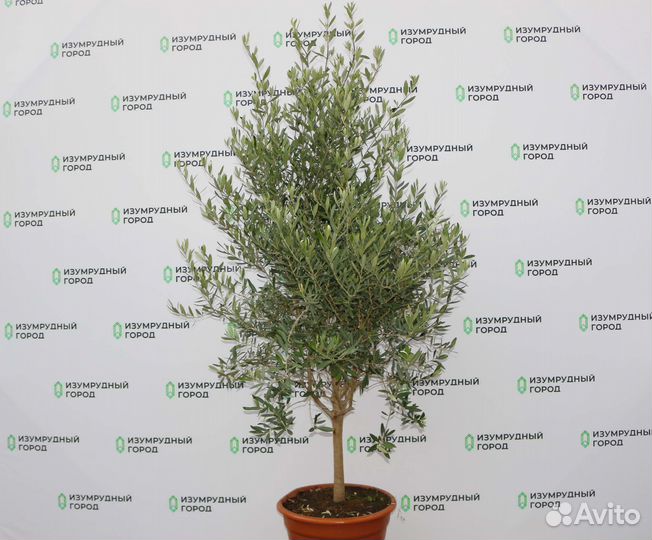 Оливковое Дерево 150-180, олива