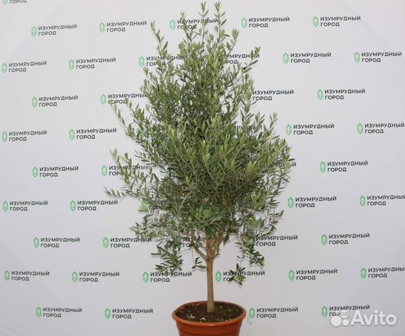 Оливковое Дерево 150-180, олива