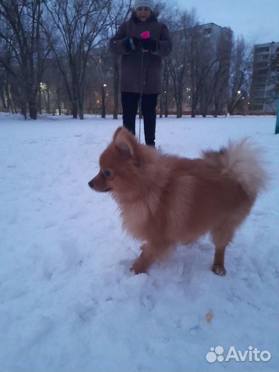 Продаю шпица