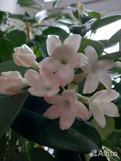 Стефанотис.(Мадагаскарский жасмин)