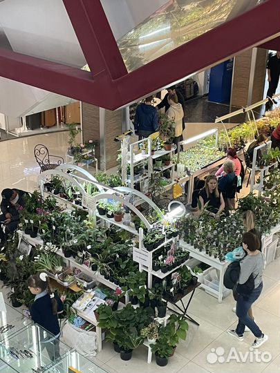 Комнатные и уличные растения