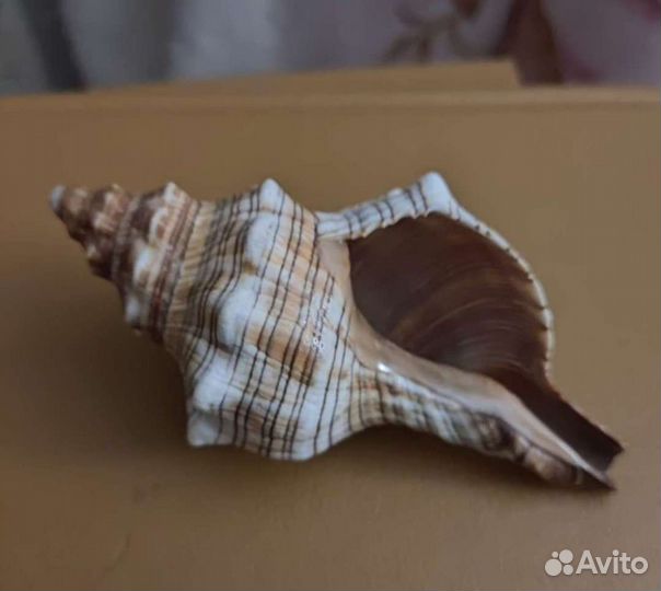 Морские ракушки раковины и звезда