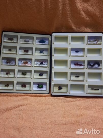 Насекомые и их знакомые