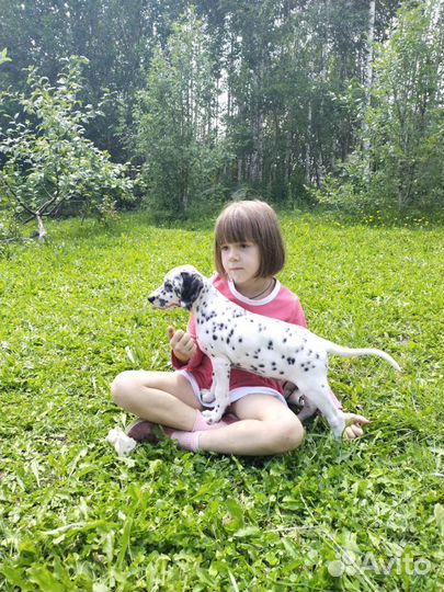 Щенки далматины