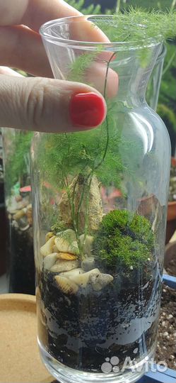 Флорариум в бутылке