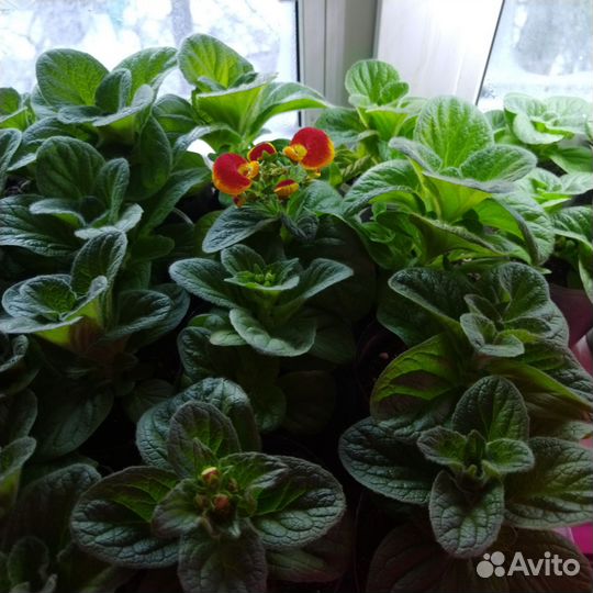 Комнатные цветы