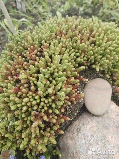 Очиток для альпийской горки, почвопокровник