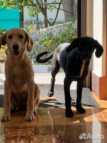 Щенки лабрадора
