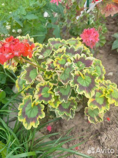 Пеларгония герань