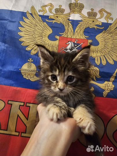 Породистые большие кошки