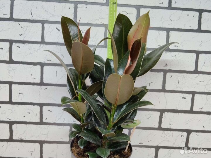 Фикус эластика