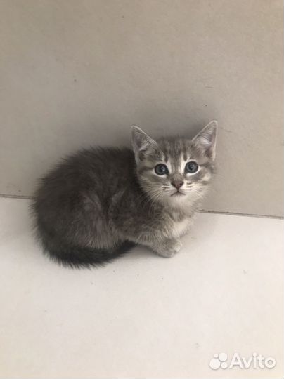 Отдам бесплатно в надежные, ответственные руки