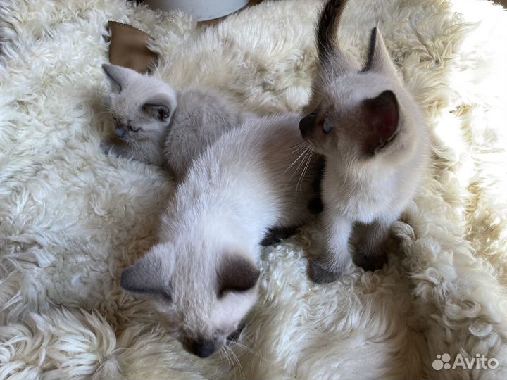 Тайские котята