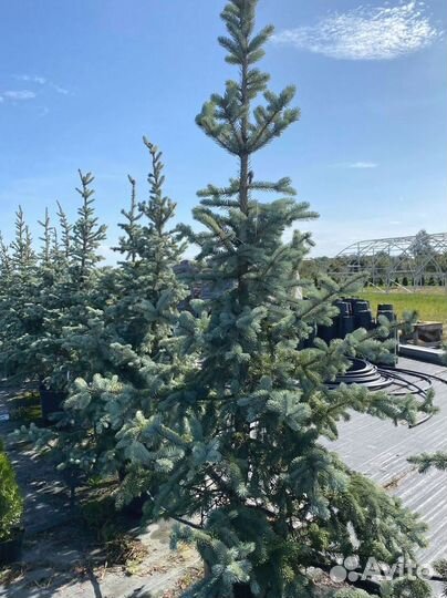 Ель Голубая