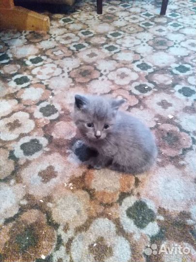 Отдам бесплатно