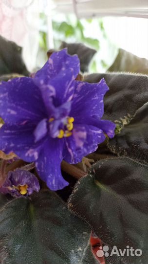 Сортовые фиалки