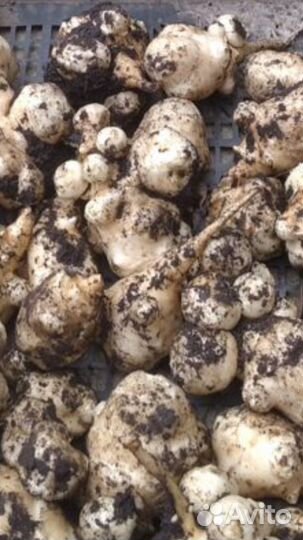 Топинамбур клубни