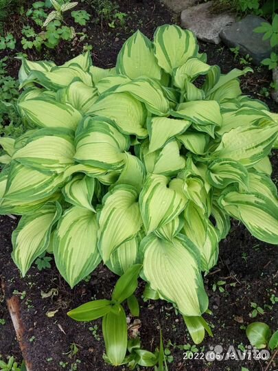 Садовые многолетники