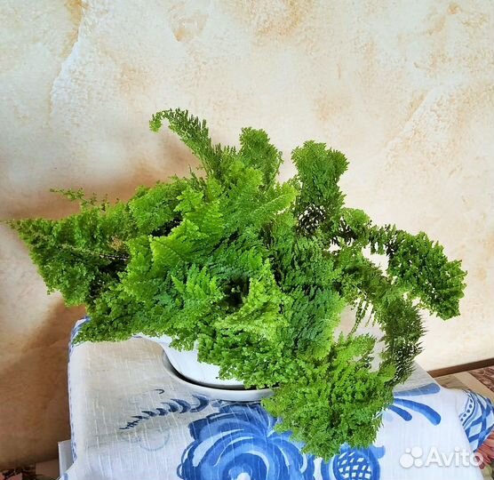 Нефролеписы