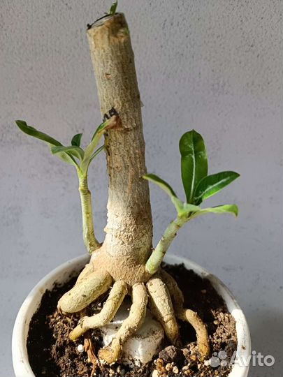 Адениум/ роза пустыни