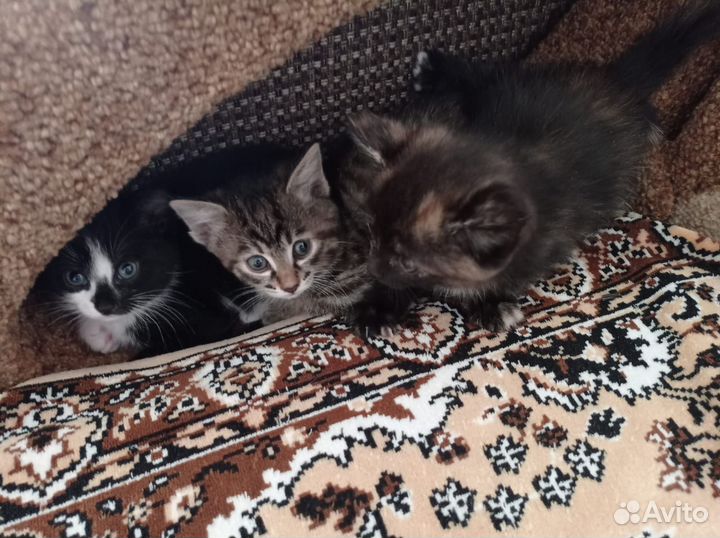 Отдам в добрые руки котят