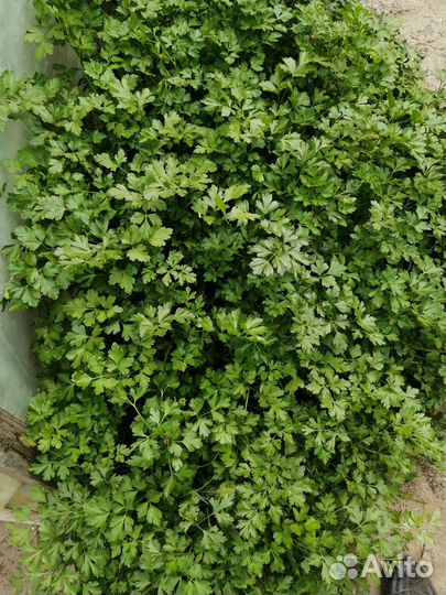 Малина, яблоки