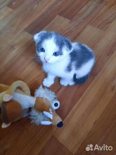 Вислоухие котята в добрые руки