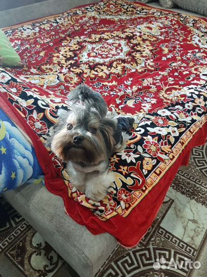 Йоркширский терьер мини