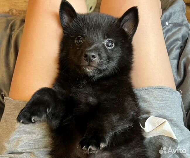 Красивые щенки Шипперке